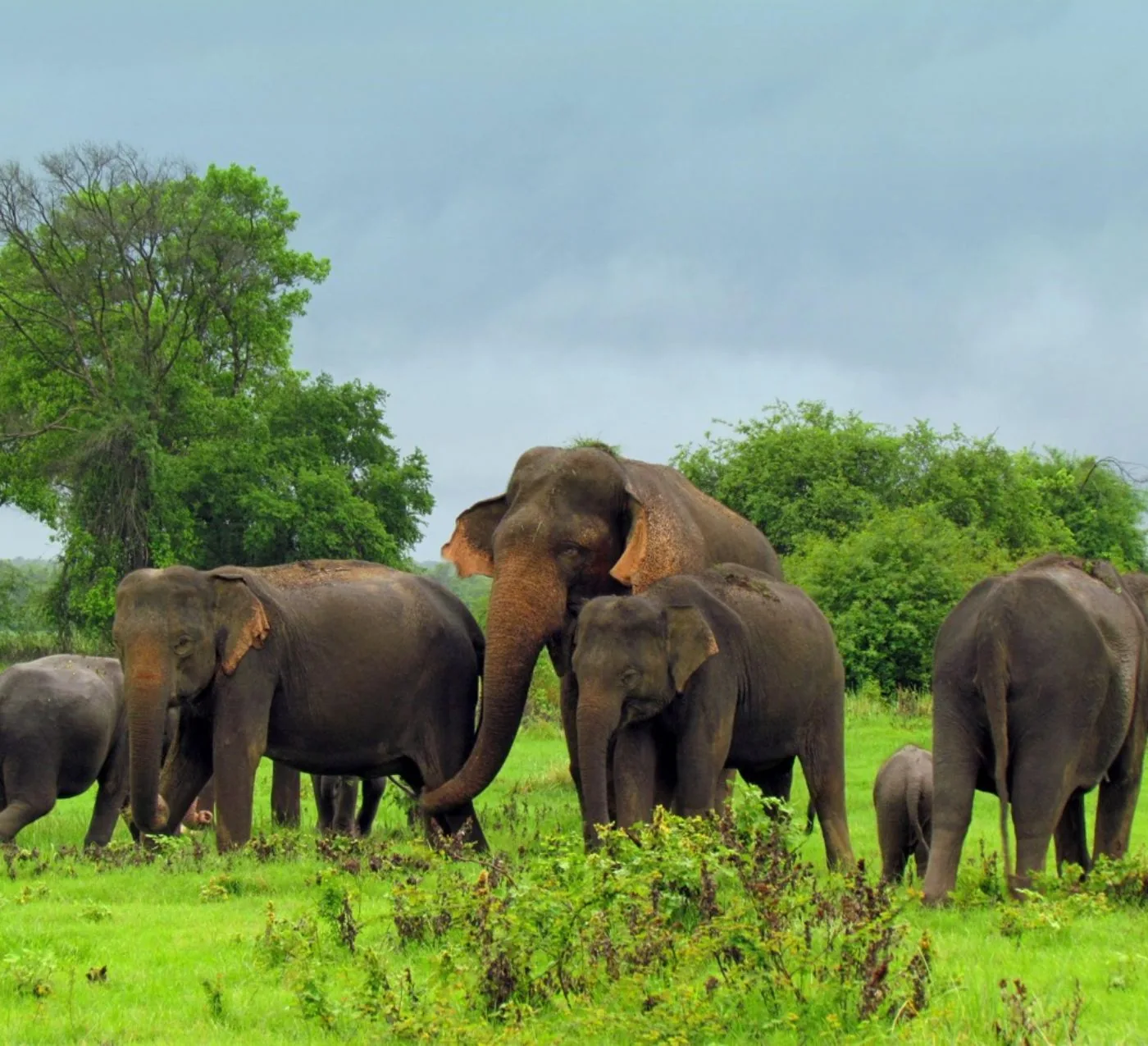 Elephant family