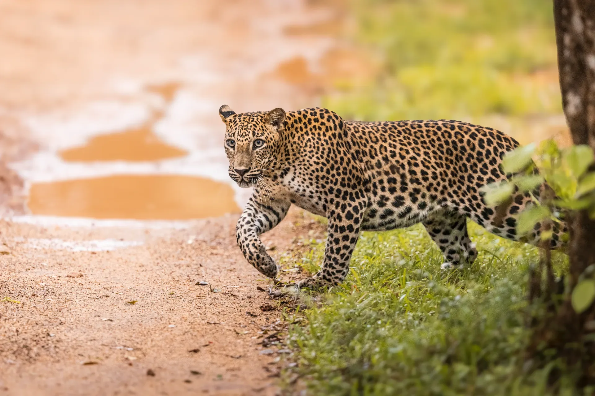 Leopard